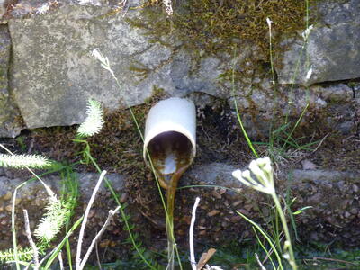 Fuente del Lobo - imagen 5