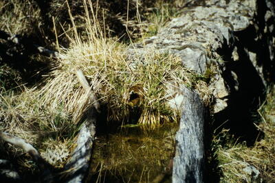 Fuente Pinilla - imagen 1