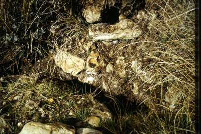 El Pocico - imagen 3